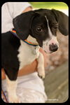 Oliver-Puppy