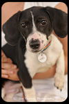 Oliver-Puppy