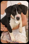 Oliver-Puppy