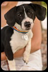 Oliver-Puppy