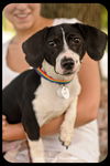 Oliver-Puppy