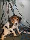 Selena-Puppy