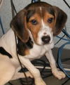 Selena-Puppy