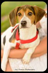Selena-Puppy