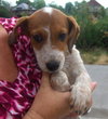 Pippi-Puppy