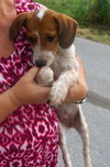 Pippi-Puppy