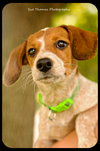 Pippi-Puppy