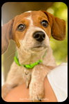 Pippi-Puppy