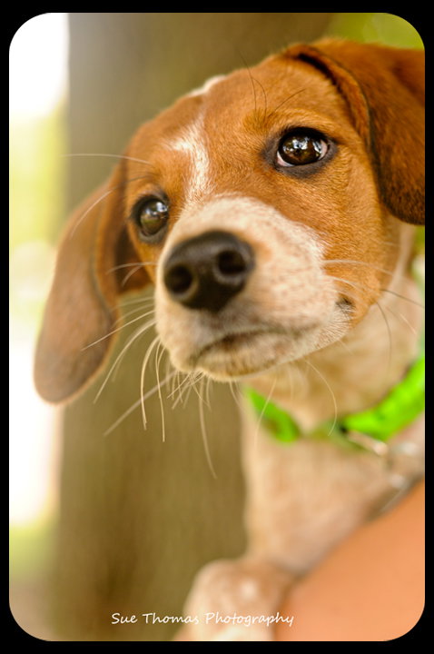 Pippi-Puppy