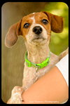 Pippi-Puppy