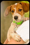 Pippi-Puppy