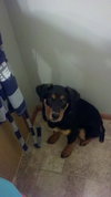 Dodger