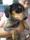 Kira -Puppy