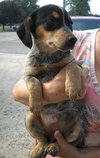 Kira -Puppy