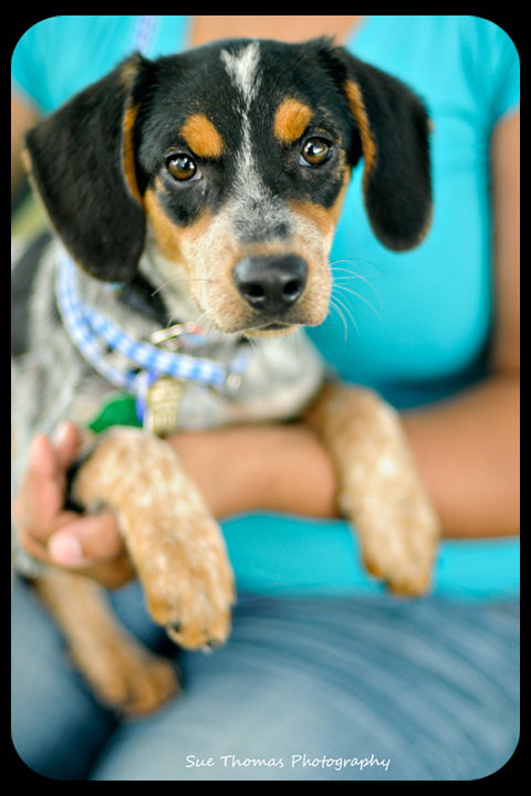 Kira -Puppy