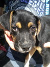 Trevor-Puppy