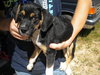 Trevor-Puppy