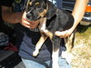 Trevor-Puppy