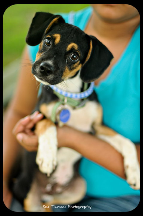 Trevor-Puppy