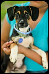 Trevor-Puppy