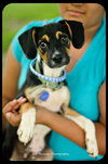 Trevor-Puppy
