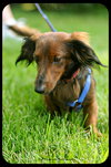 Linus