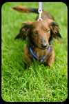 Linus
