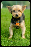 Rudy