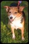 Willow