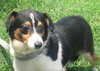 Gypsy