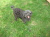 Annie