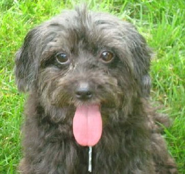 Annie