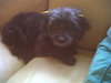 Annie