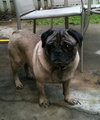 Russell