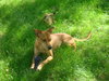Dino