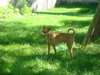 Dino