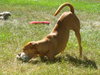 Dino