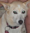 Bitsy