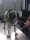 Bugsy