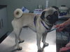 Bugsy
