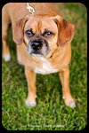 Dexter