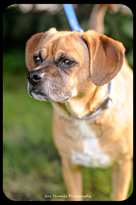 Dexter