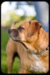 Dexter