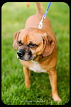 Dexter