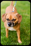 Dexter