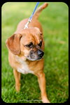 Dexter