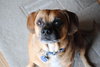 Dexter