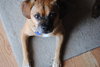 Dexter