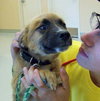 *Brownie-Puppy Needs Foster 8/13!