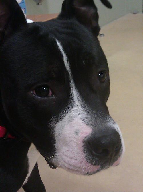 Roscoe aka Dexter